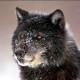 Caninicus's avatar